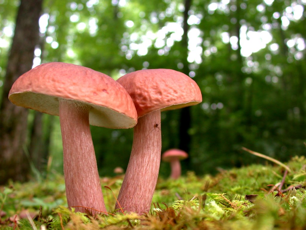 Physical Features Of Fungus Fungus Info